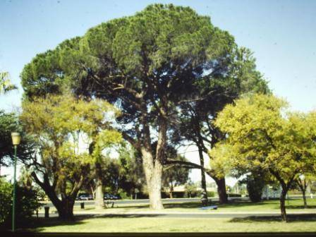 T11942 Pinus pinea
