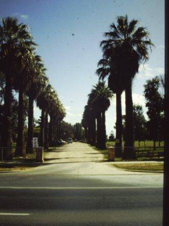 T11943 Washingtonia filifera