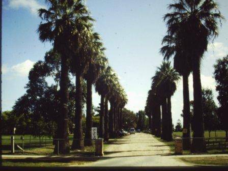 T11943 Washingtonia filifera