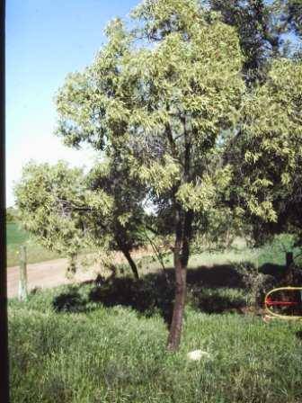 T11947 Santalum acuminatum