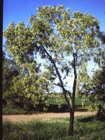 T11947 Santalum acuminatum