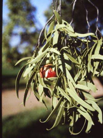 T11947 Santalum acuminatum 