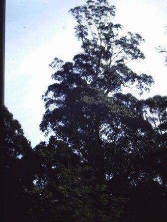 T11948 Eucalyptus cypellocarpa