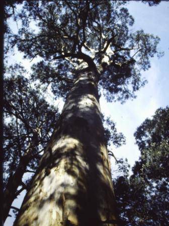 T11948 Eucalyptus cypellocarpa