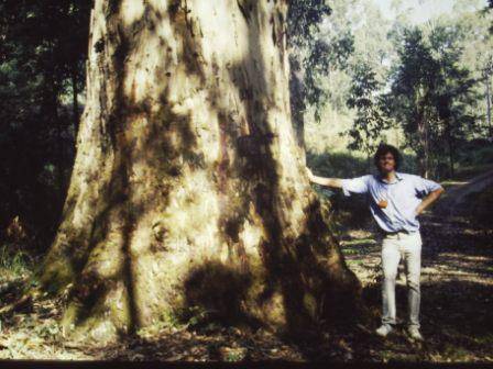T11948 Eucalyptus cypellocarpa