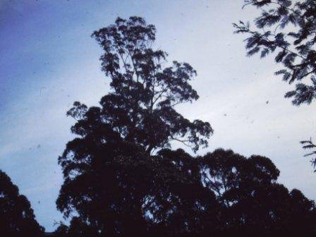 T11948 Eucalyptus cypellocarpa