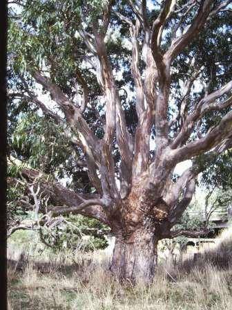 T11959 Eucalyptus camaldulensis 