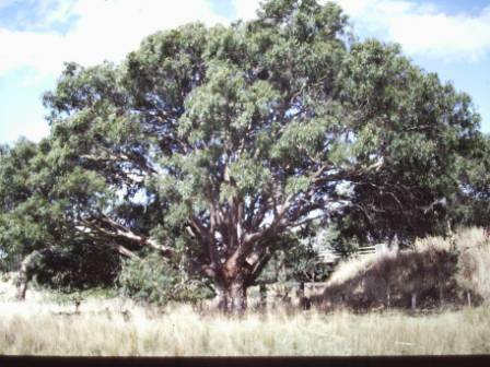 T11959 Eucalyptus camaldulensis