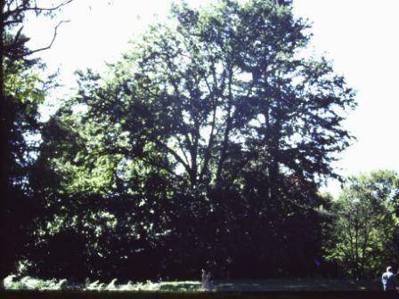 T11964 Quercus cerris 