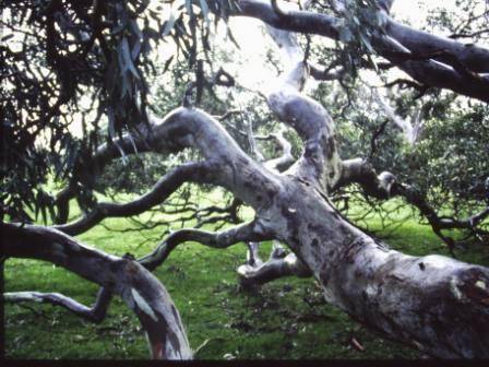T11968 Eucalyptus camaldulensis 
