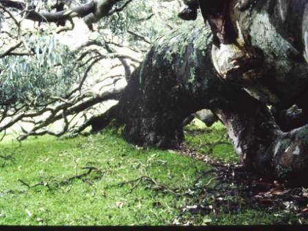 T11968 Eucalyptus camaldulensis 