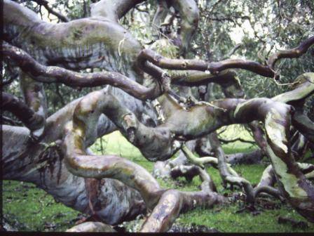 T11968 Eucalyptus camaldulensis 