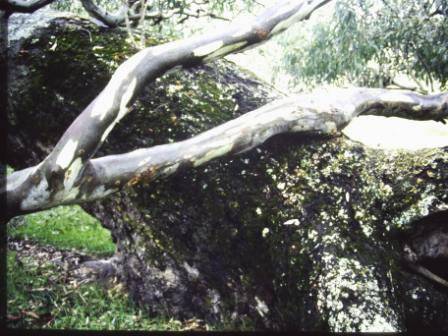 T11968 Eucalyptus camaldulensis 
