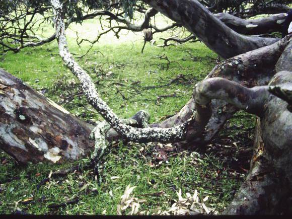 T11968 Eucalyptus camaldulensis 
