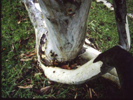T11968 Eucalyptus camaldulensis 