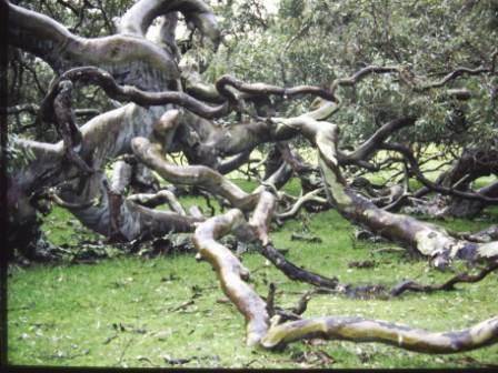 T11968 Eucalyptus camaludensis 