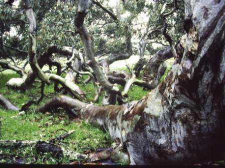 T11968 Eucalyptus camalulensis
