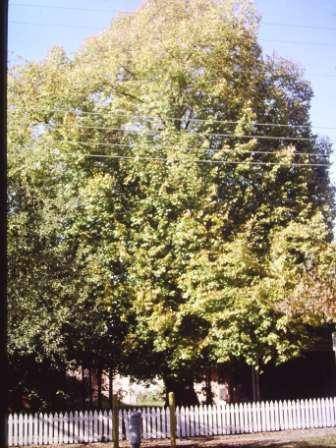 T11971 Tilia x europaea