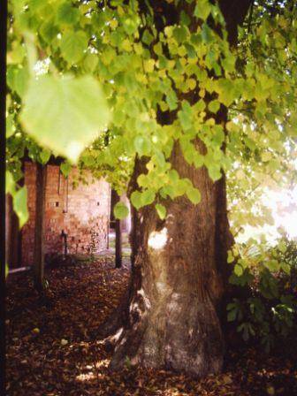 T11971 Tilia x europaea 