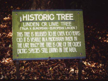 T11971 Tilia x europaea