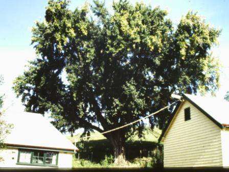 T11973 Populus alba 