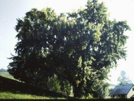 T11973 Populus alba 