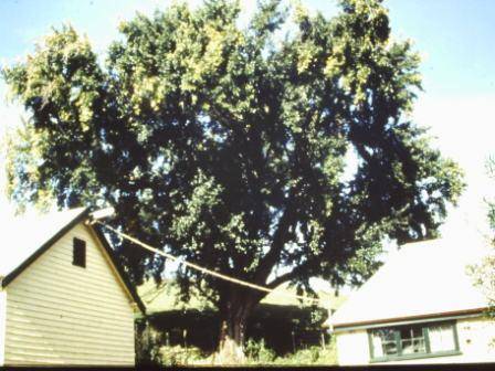 T11973 Populus alba