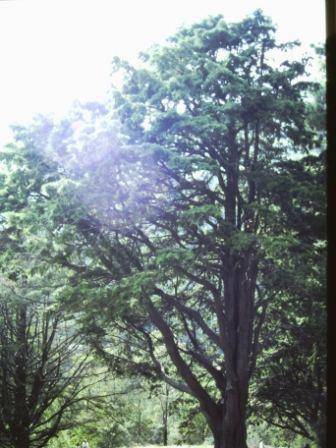T11982 Cupressus lusitanica var benthamii 