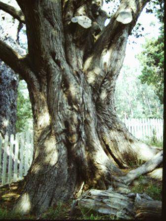 T11982 Cupressus lusitanica var benthamii