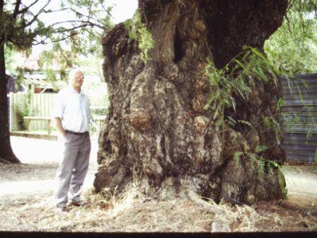 T11985 Schinus molle var areira 