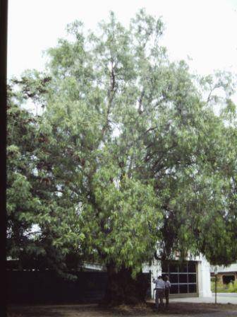 T11985 Schinus molle var areira