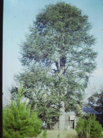 T12002 Cedrus atlantica f glauca 