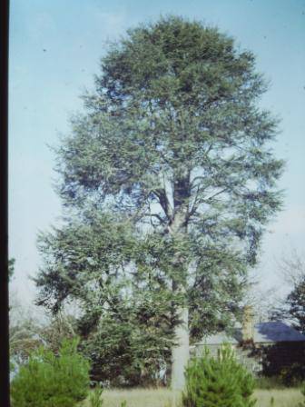 T12002 Cedrus atlantica f glauca