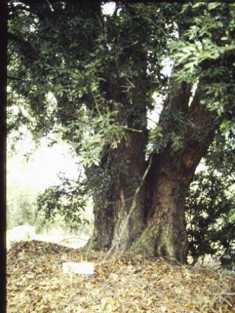 T12003 Nothofagus moorei 