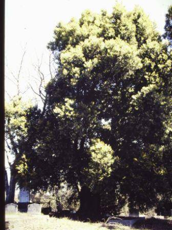 T12003 Nothofagus moorei 