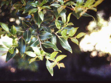T12003 Nothofagus moorei 