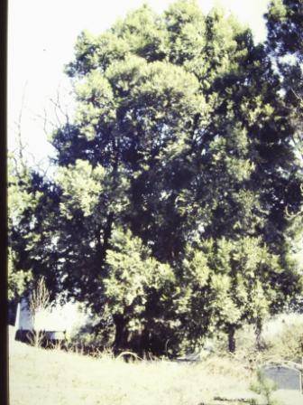 T12003 Nothofagus moorei