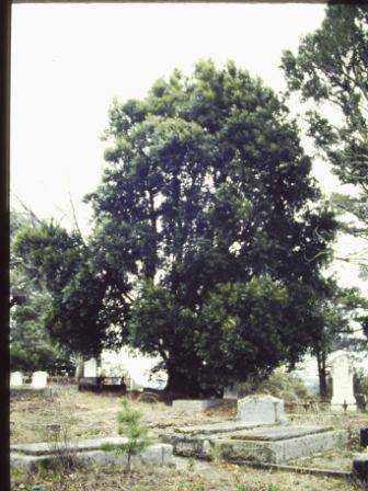 T12003 Nothofagus moorei 