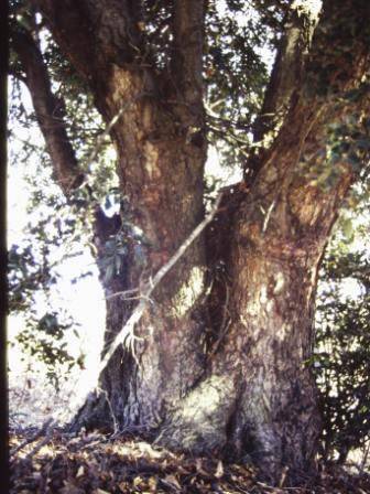T12003 Nothofagus moorei 