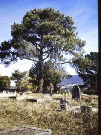 T12004 Pinus pinaster 