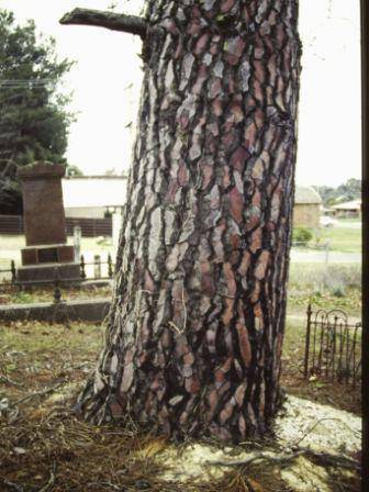 T12004 Pinus pinaster 