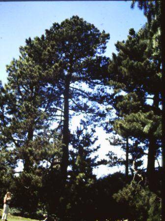 T12006 Pinus muricata 