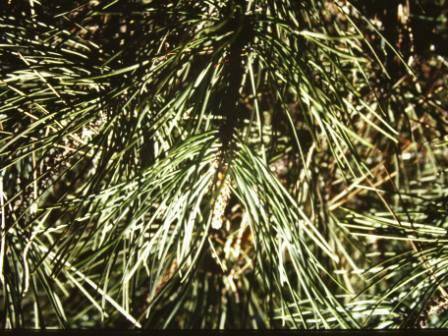 T12006 Pinus muricata 