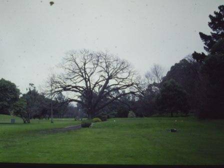 T12011 Quercus robur