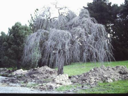 T12014 Ulmus glabra 'Camperdownii' 
