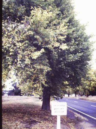 T12017 Ulmus x hollandica