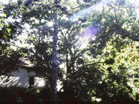 T12026 Acer palmatum