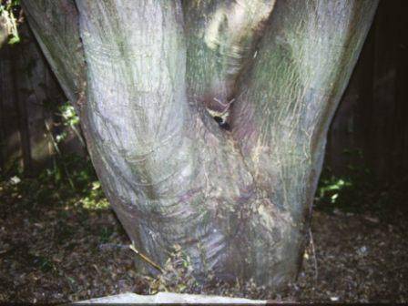 T12026 Acer palmatum 