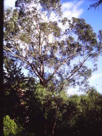 T12029 Eucalyptus prava 