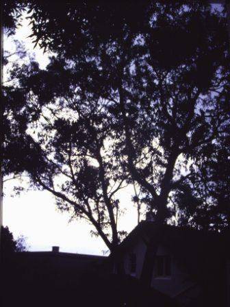 T12029 Eucalyptus prava
